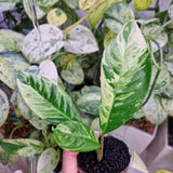 Rhaphidophora foraminifera tricolor – ukorzeniona sadzonka