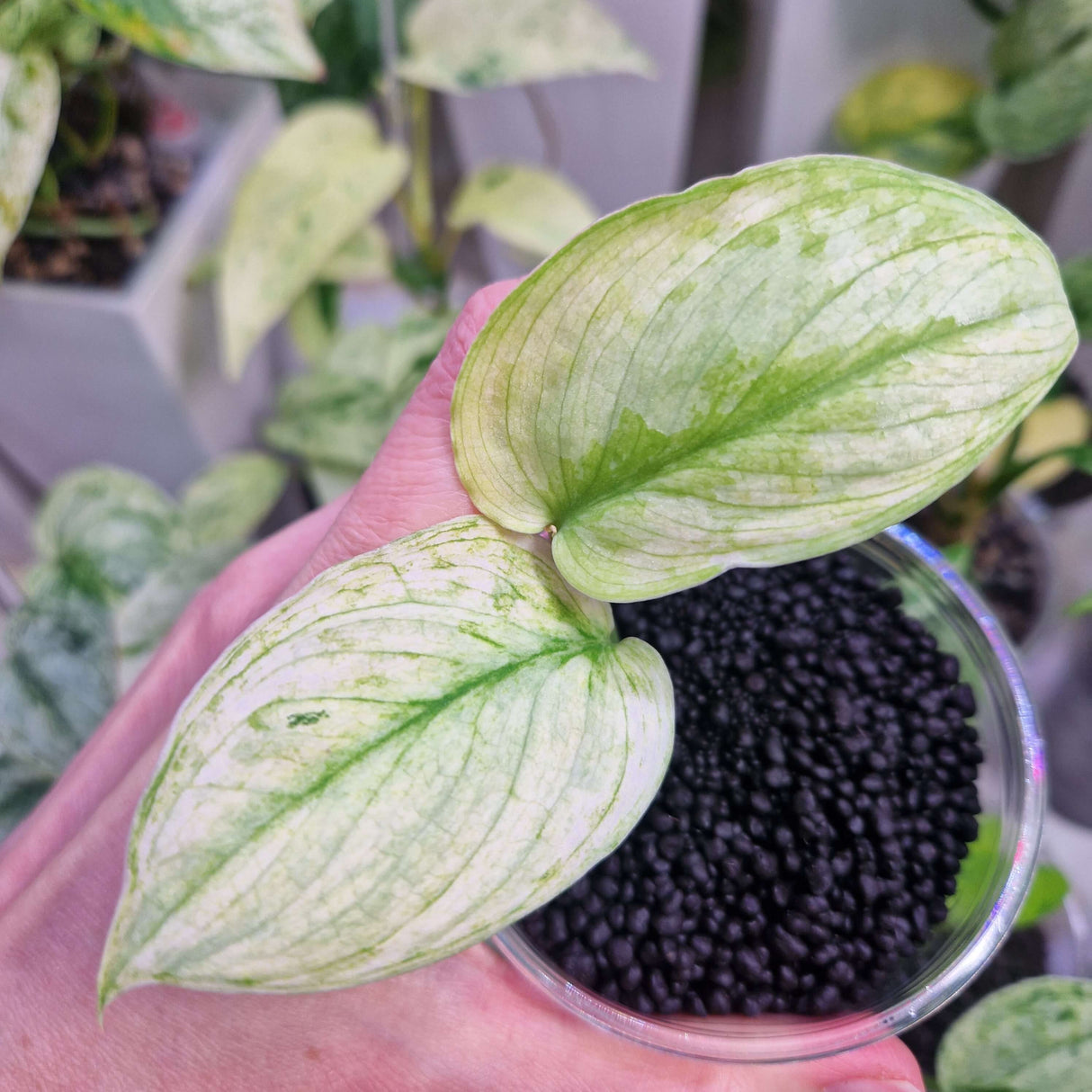 Scindapsus NOID variegated - ukorzeniona sadzonka