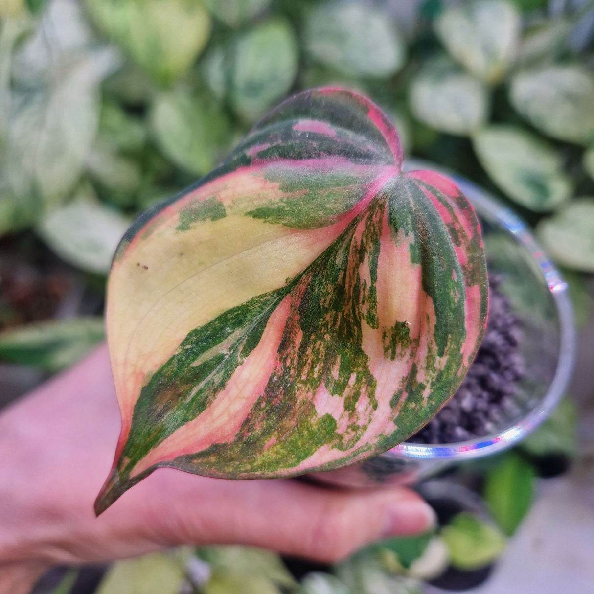 Philodendron micans variegated - ukorzeniona sadzonka pędowa