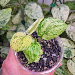 Scindpasus Jade Satin Marble