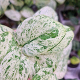 Scindapsus Jade Satin Marble - cięta pędówka