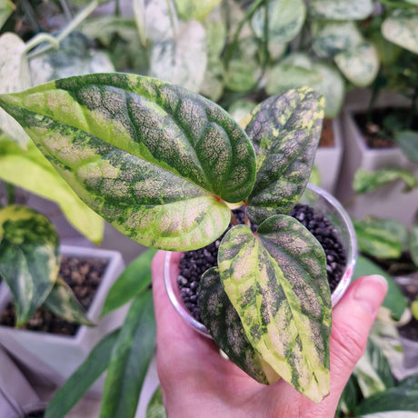 Piper sylvaticum tricolor