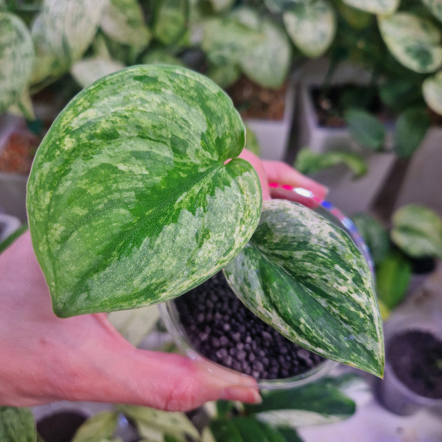 Scindapsus Silver Knight variegated