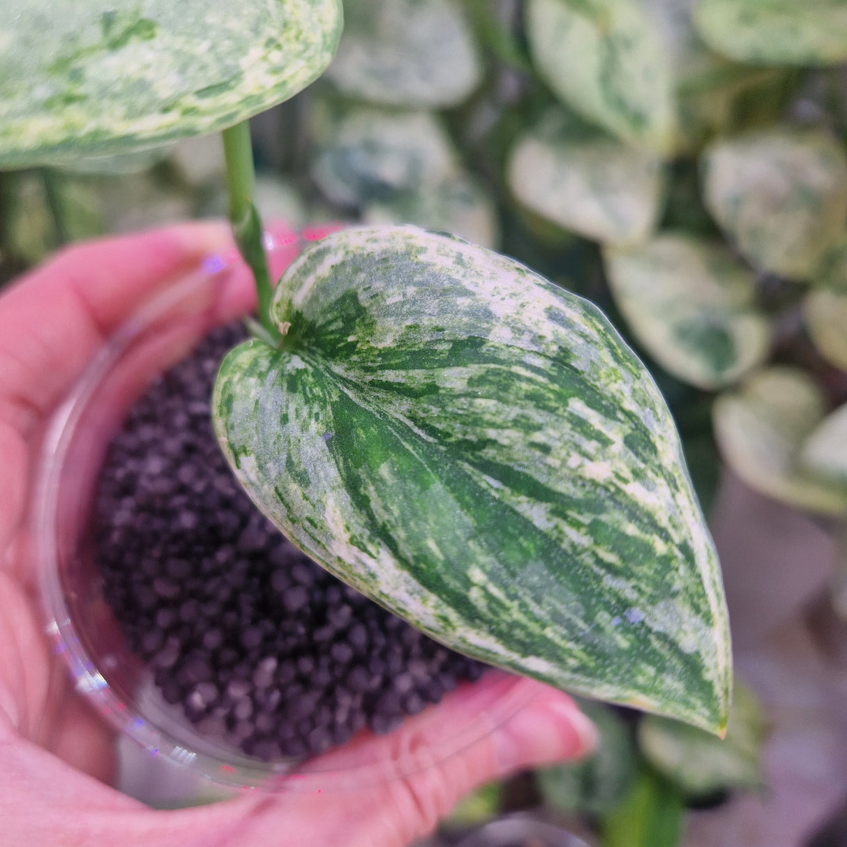 Scindapsus Silver Knight variegated