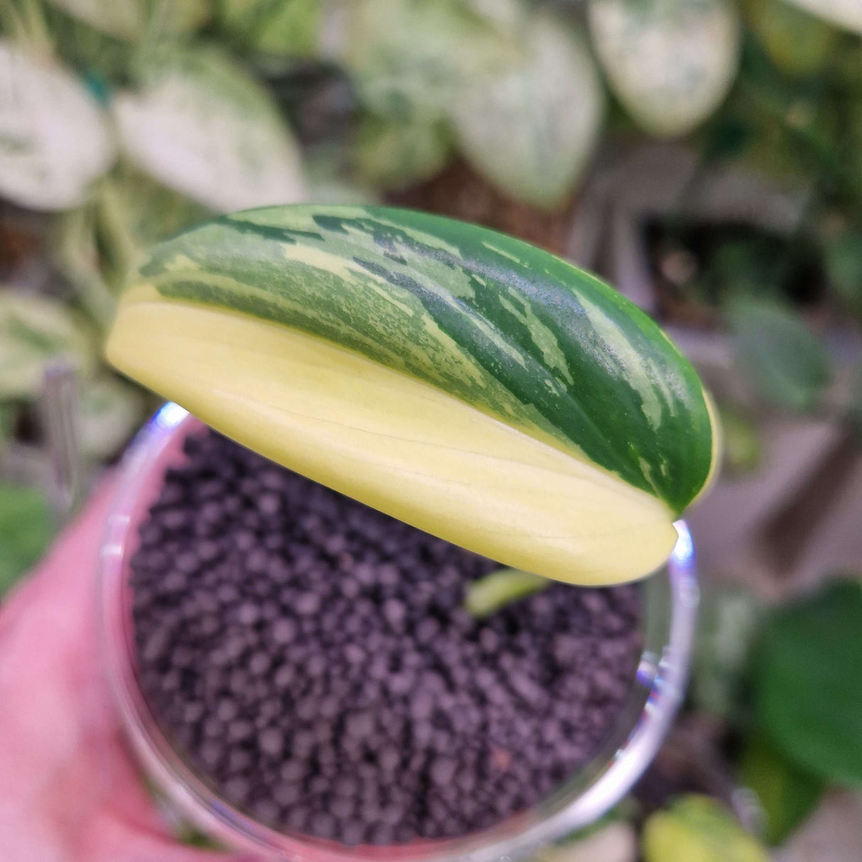 Scindapsus blue aurea - ukorzeniona sadzonka pędowa