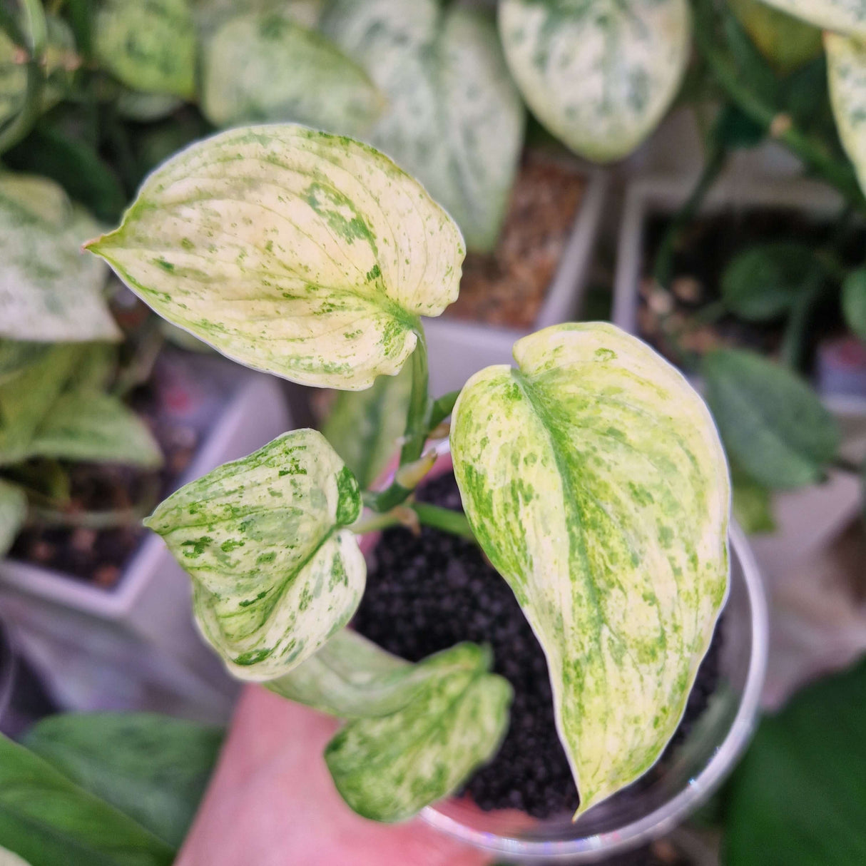 Scindapsus Jade Satin Marble mutation – ukorzeniona sadzonka