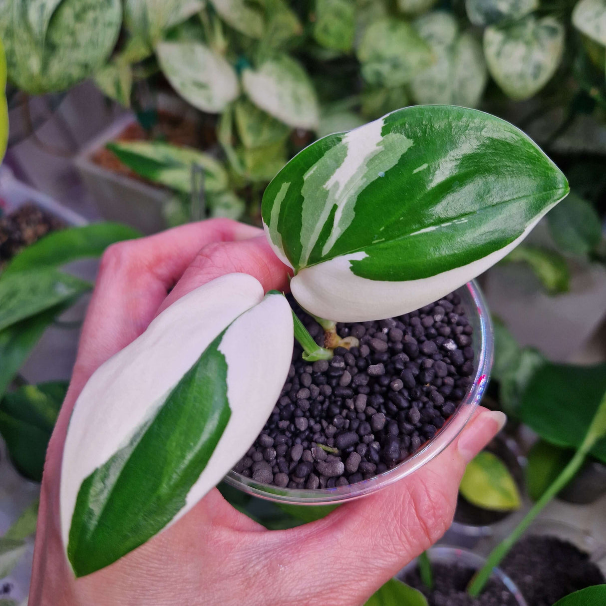 Scindapsus moonlight albo