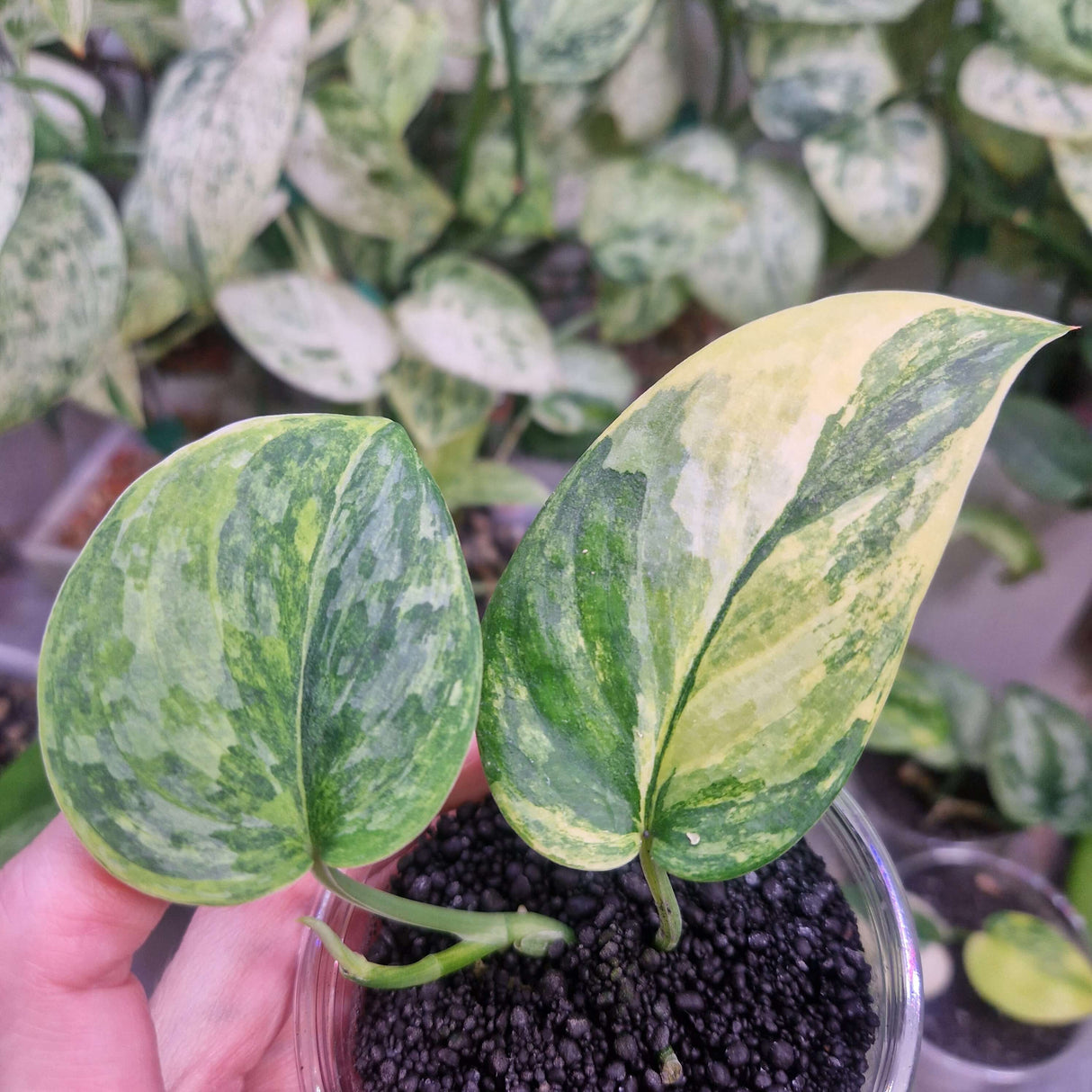 Scindapsus Rajatapura - ukorzeniona sadzonka