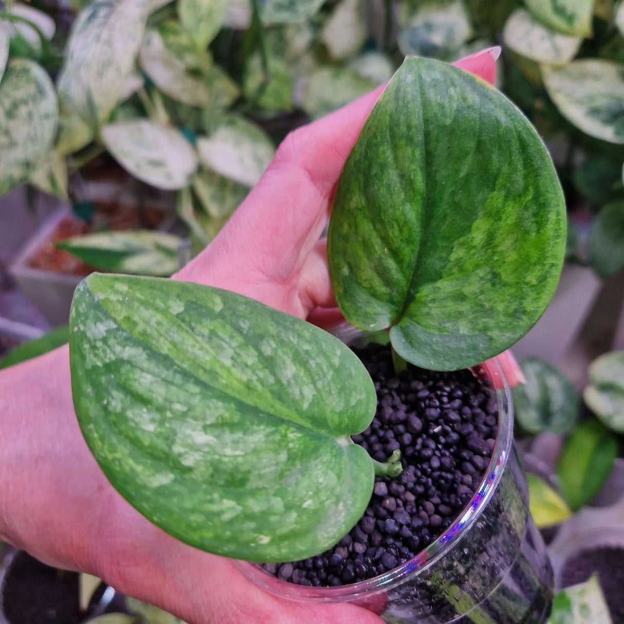 Scindapsus Green Dragon