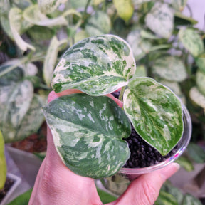 Scindapsus argyraeus Marble