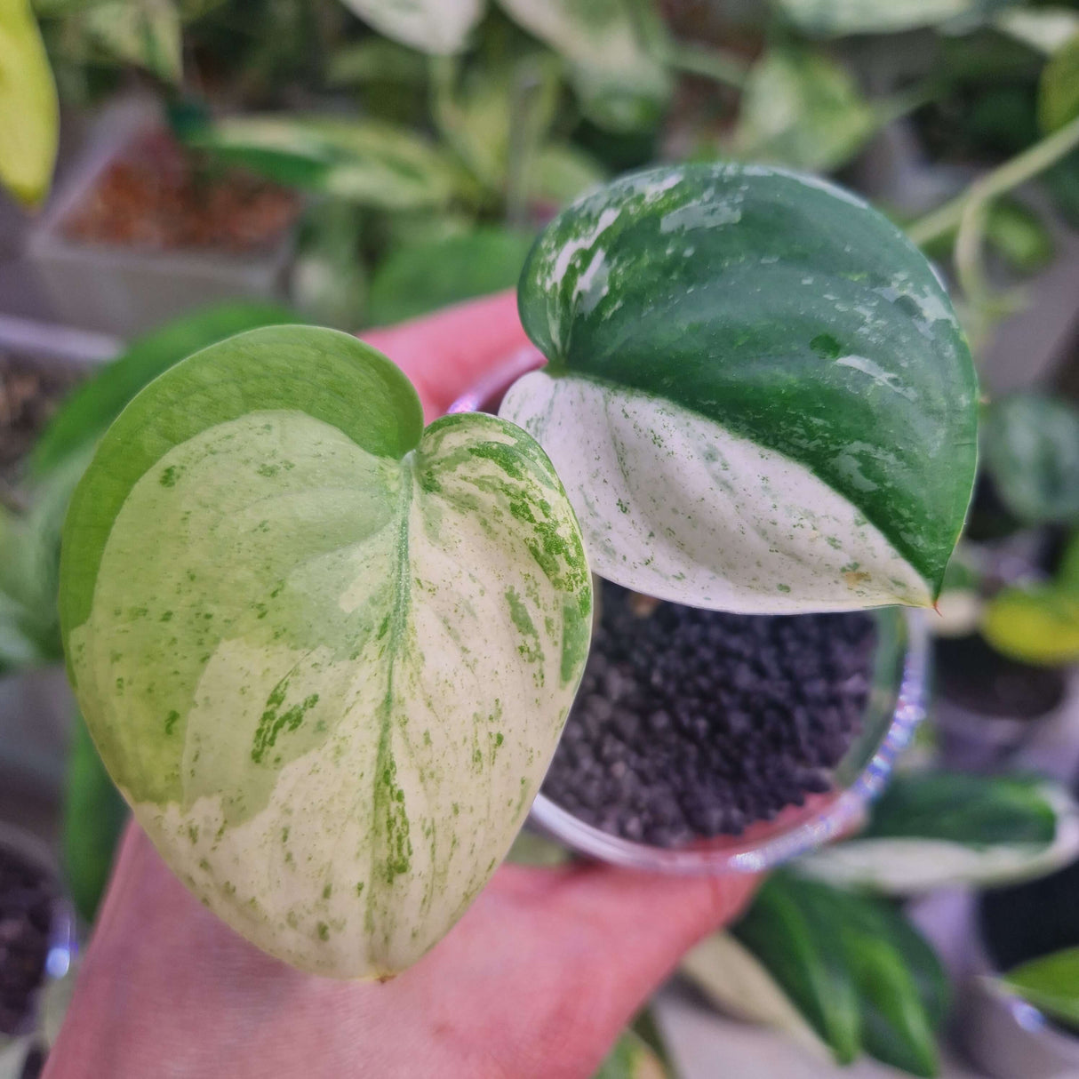 Scindapsus Black Satin - ukorzeniona sadzonka