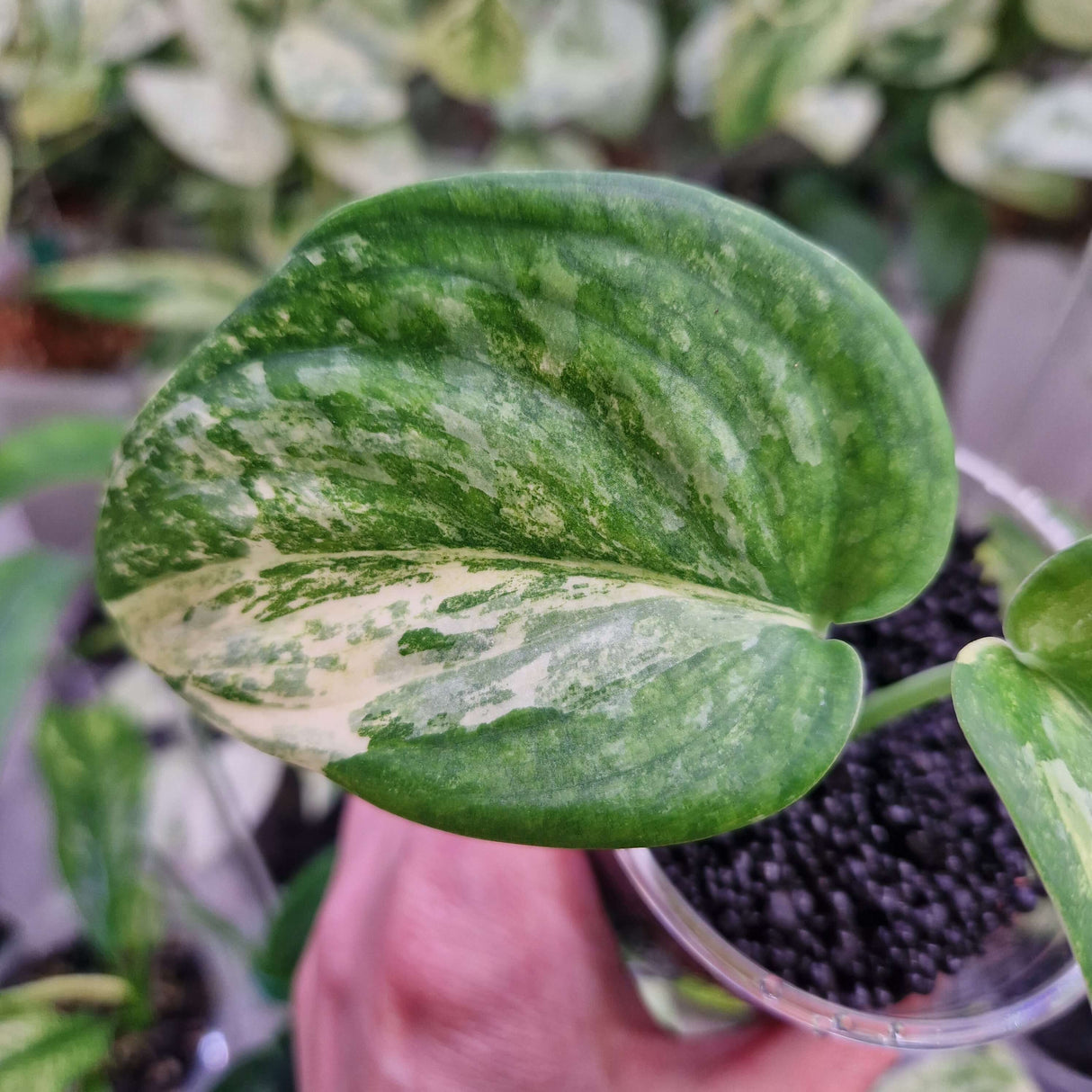 Scindapsus NOID variegated - ukorzeniona sadzonka
