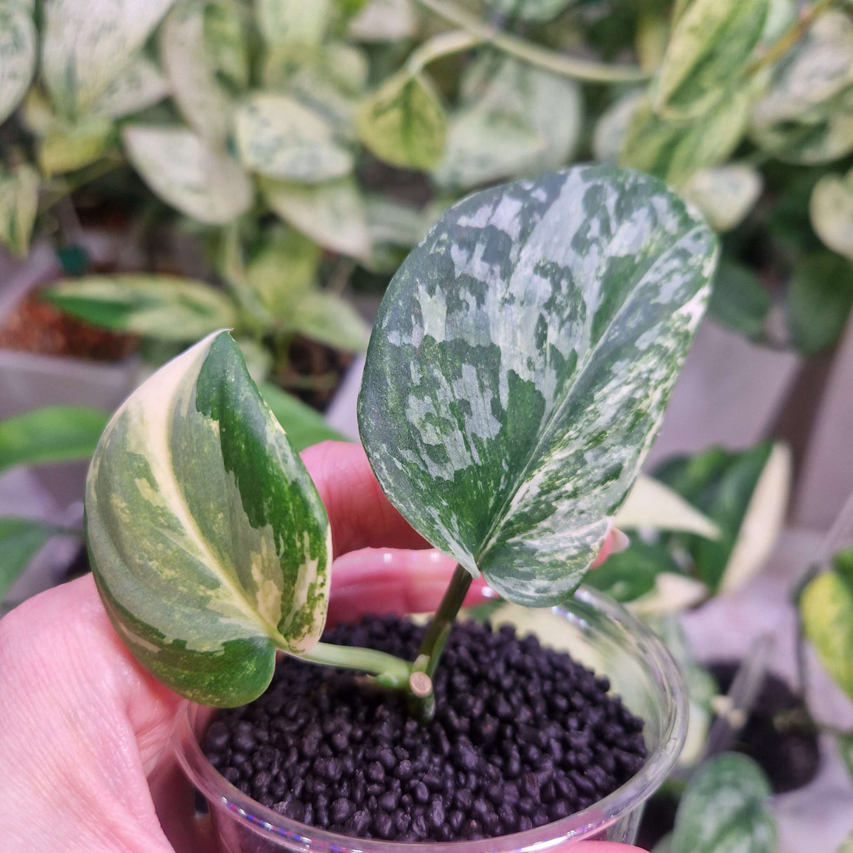 Scindapsus NOID variegated - ukorzeniona sadzonka