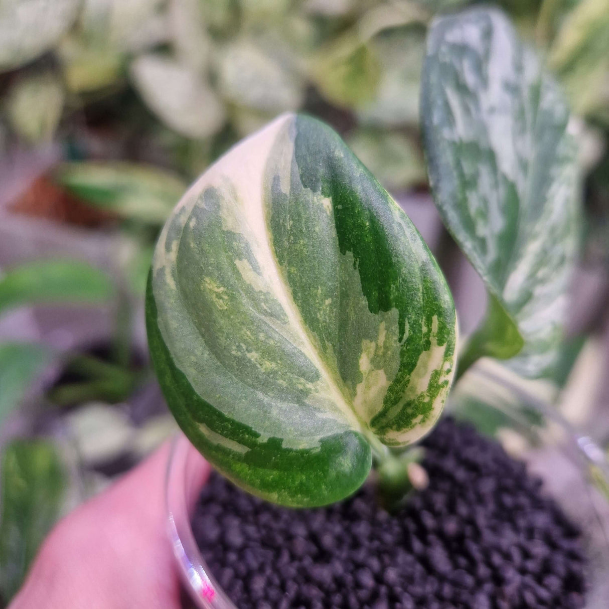 Scindapsus NOID variegated - ukorzeniona sadzonka