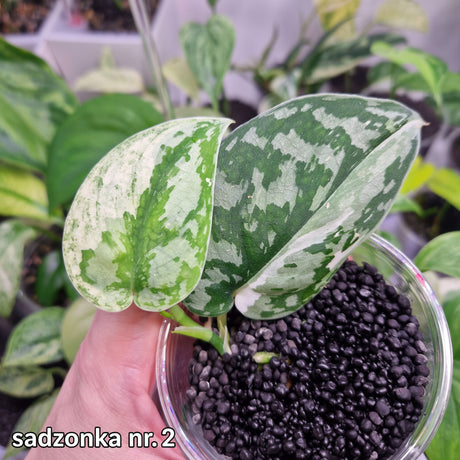 Scindapsus Mayari