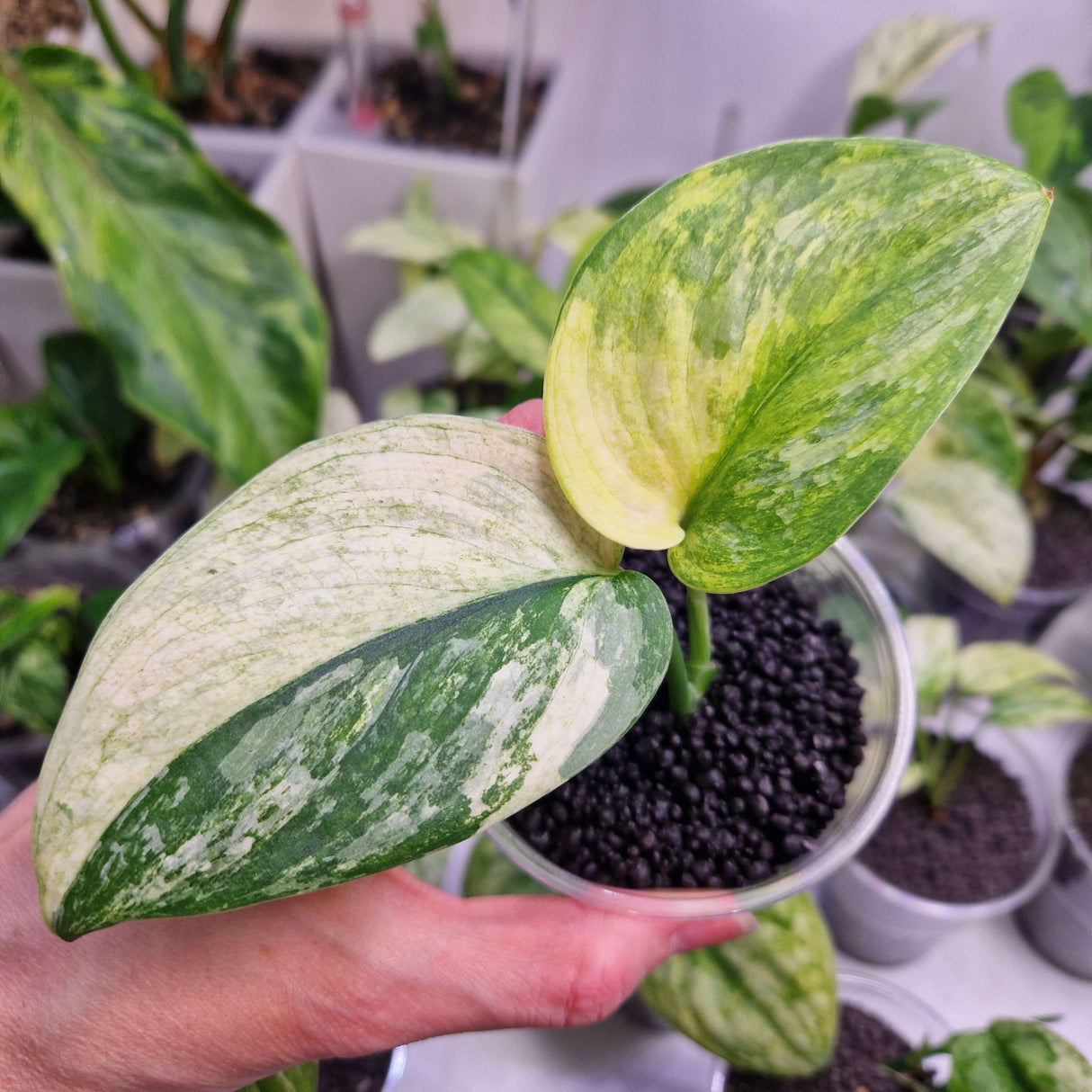 Scindapsus NOID variegated - ukorzeniona sadzonka