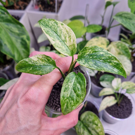 Monstera laniata mint