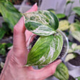 Scindapsus blue albo