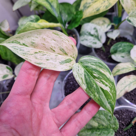 Scindapsus blue albo
