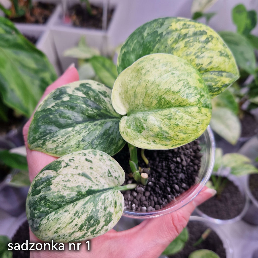 Scindapsus Dark Silver Cloud variegated – ukorzeniona sadzonka