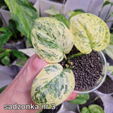 Scindapsus Dark Silver Cloud variegated – ukorzeniona sadzonka