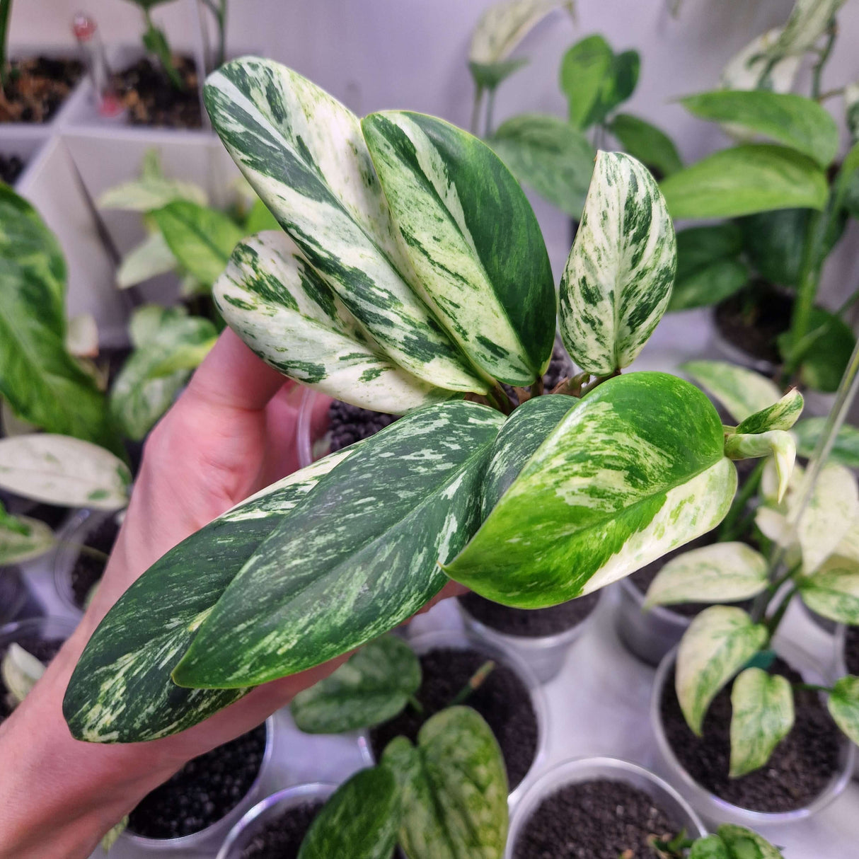 Rhaphidophora eliptica albo