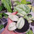 Scindapsus NOID variegated
