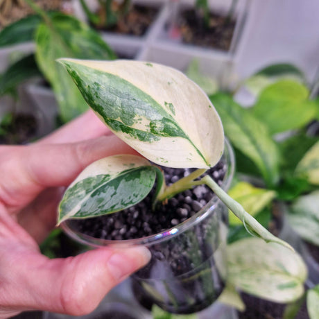 Scindapsus NOID variegated