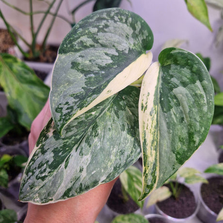 Scindapsus NOID variegated