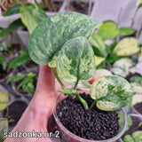 Scindapsus Dark Silver Cloud variegated