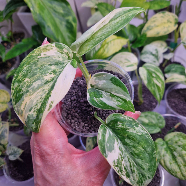 Scindapsus NOID variegated