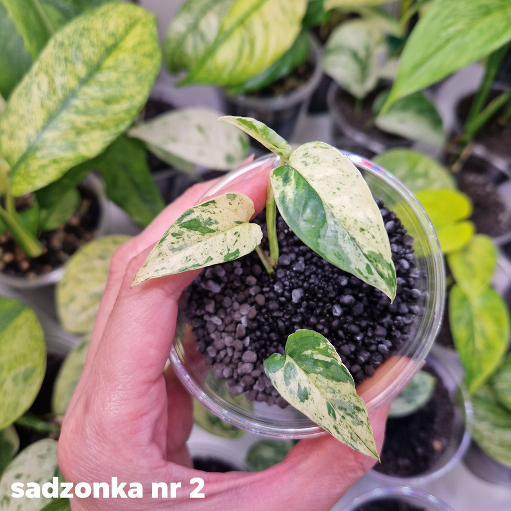 Epipremnum cebu blue variegated - ukorzeniona sadzonka
