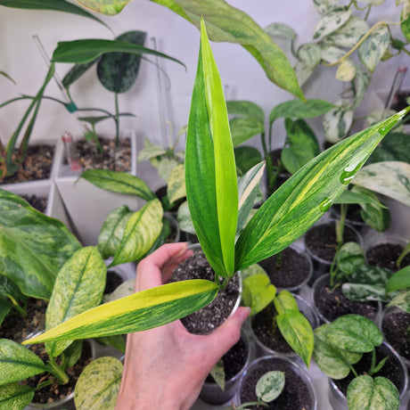 Epipremnum amplissimum variegated