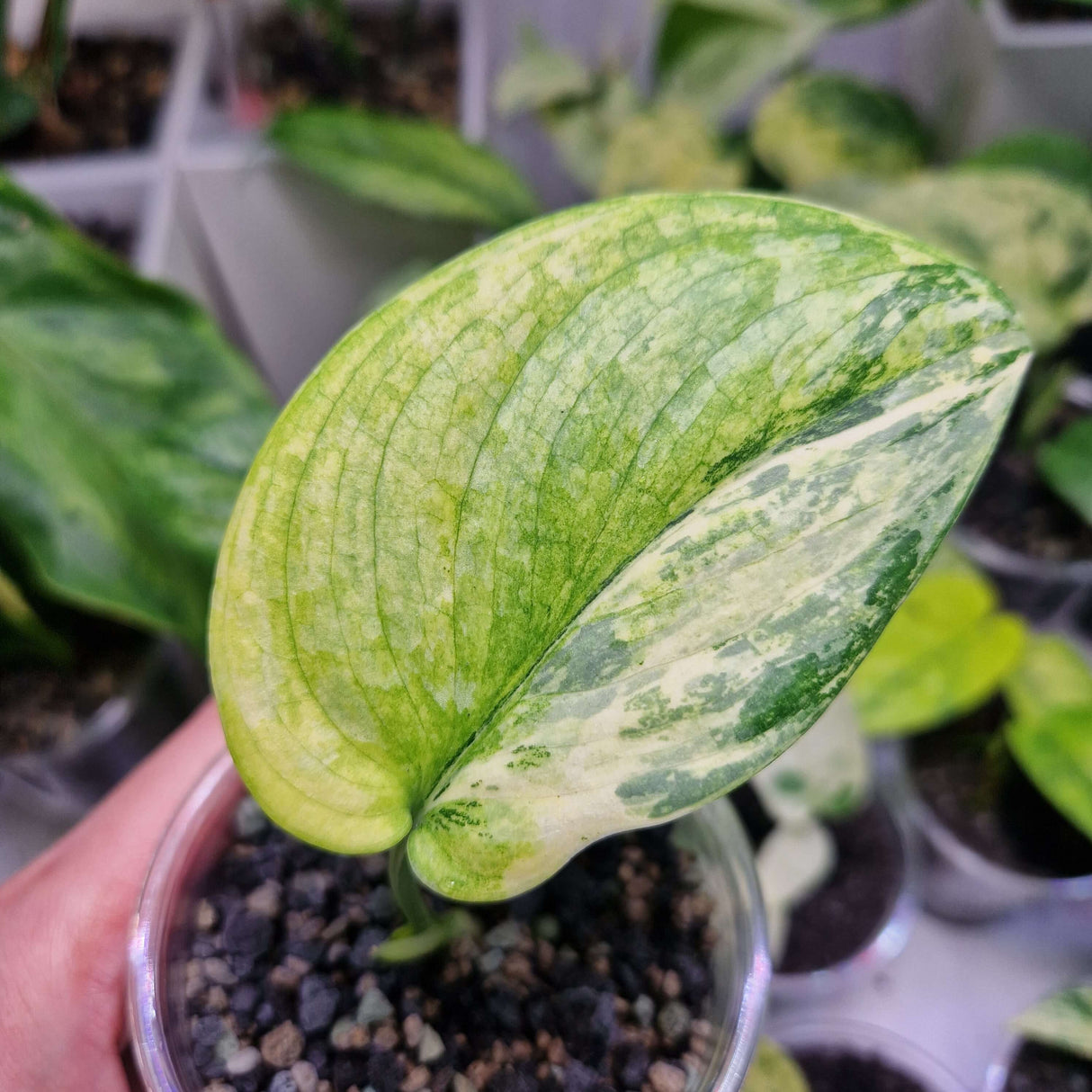 Scindapsus NOID variegated - ukorzeniona sadzonka
