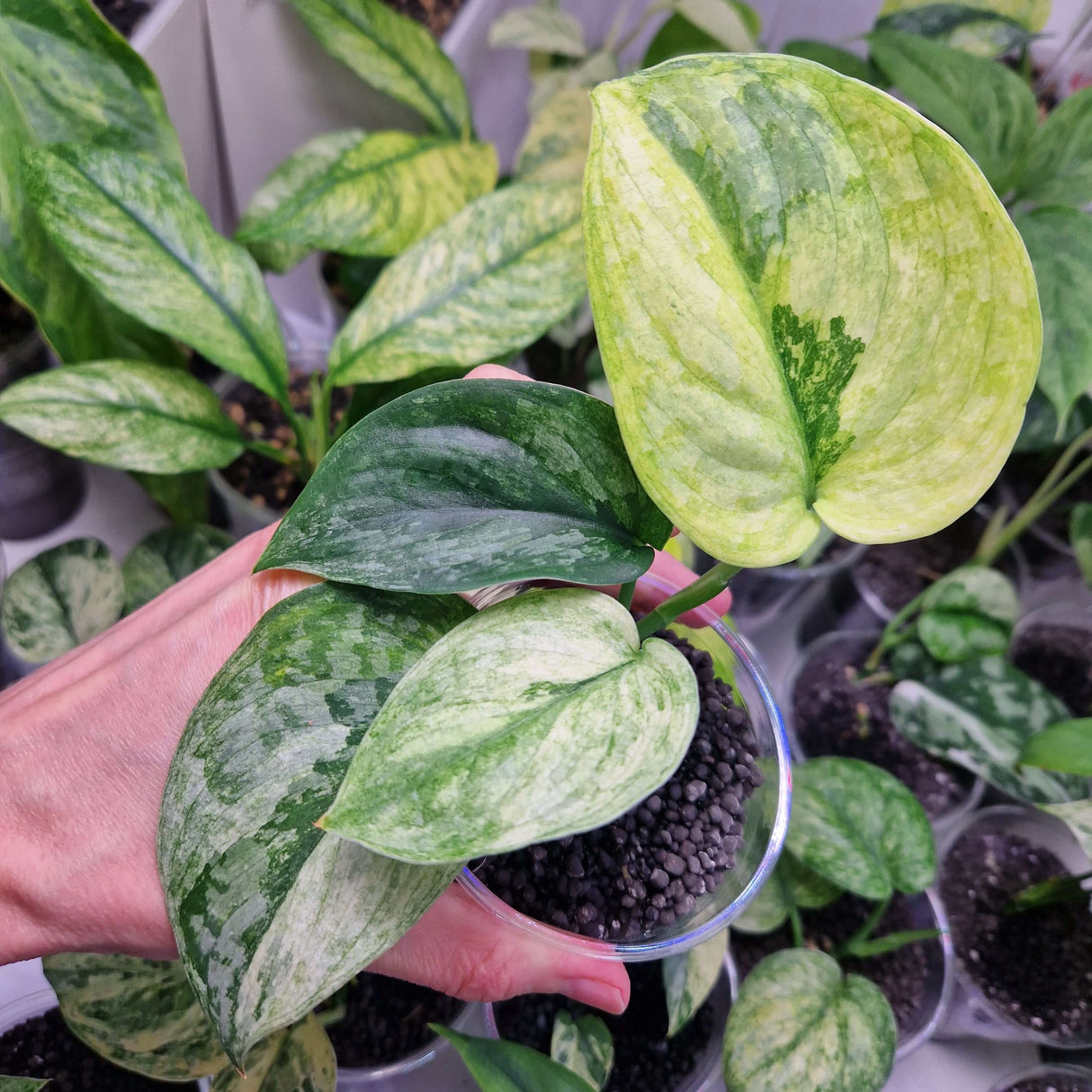 Scindapsus NOID variegated - ukorzeniona sadzonka