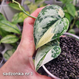 Scindapsus Mayari - ukorzeniona sadzonka