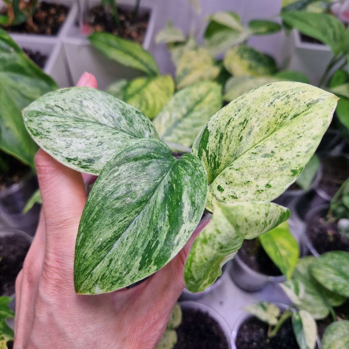 Scindapsus Moonlight Marble - ukorzeniona sadzonka