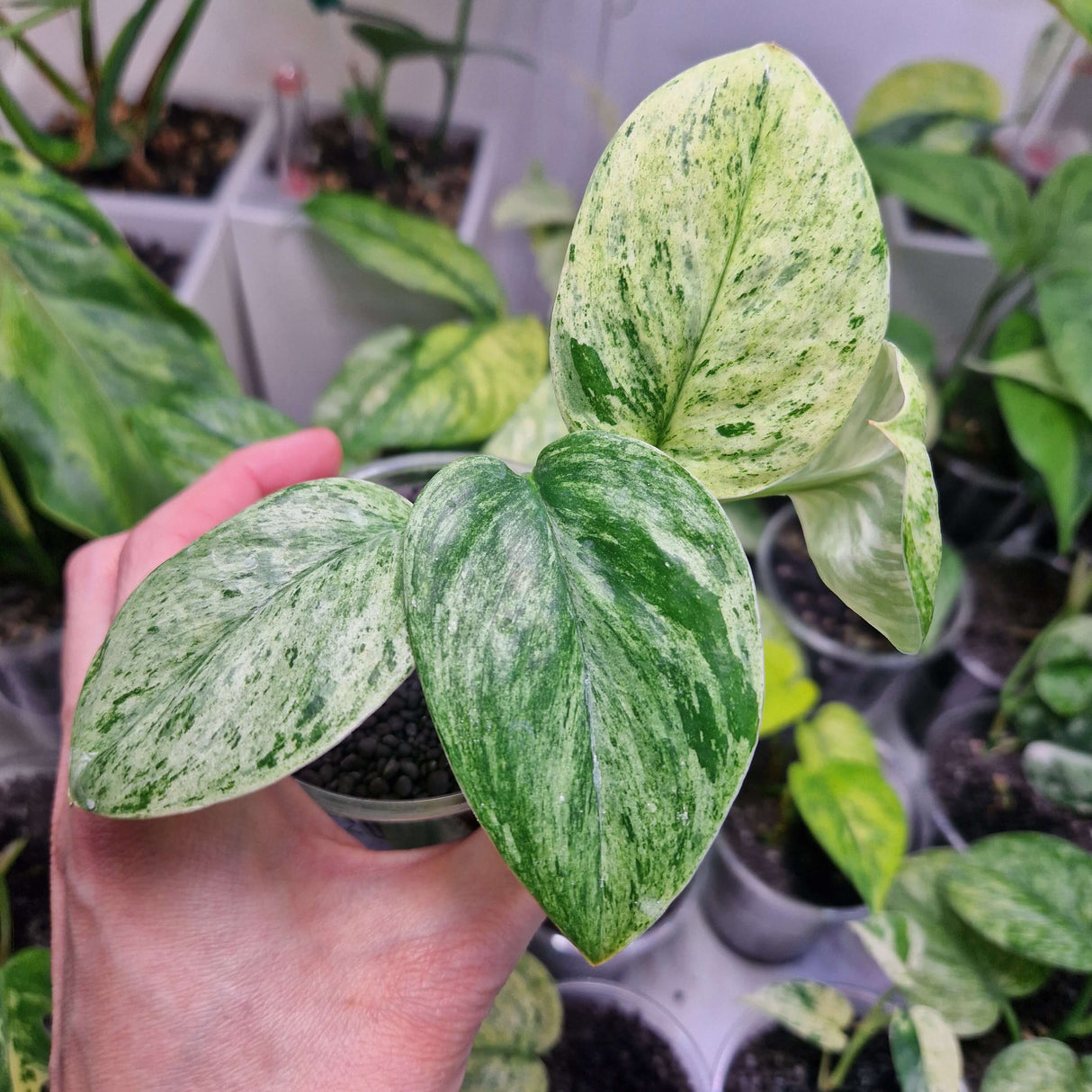 Scindapsus Moonlight Marble - ukorzeniona sadzonka