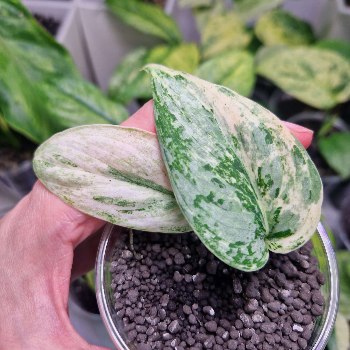 Scindapsus NOID variegated - ukorzeniona sadzonka