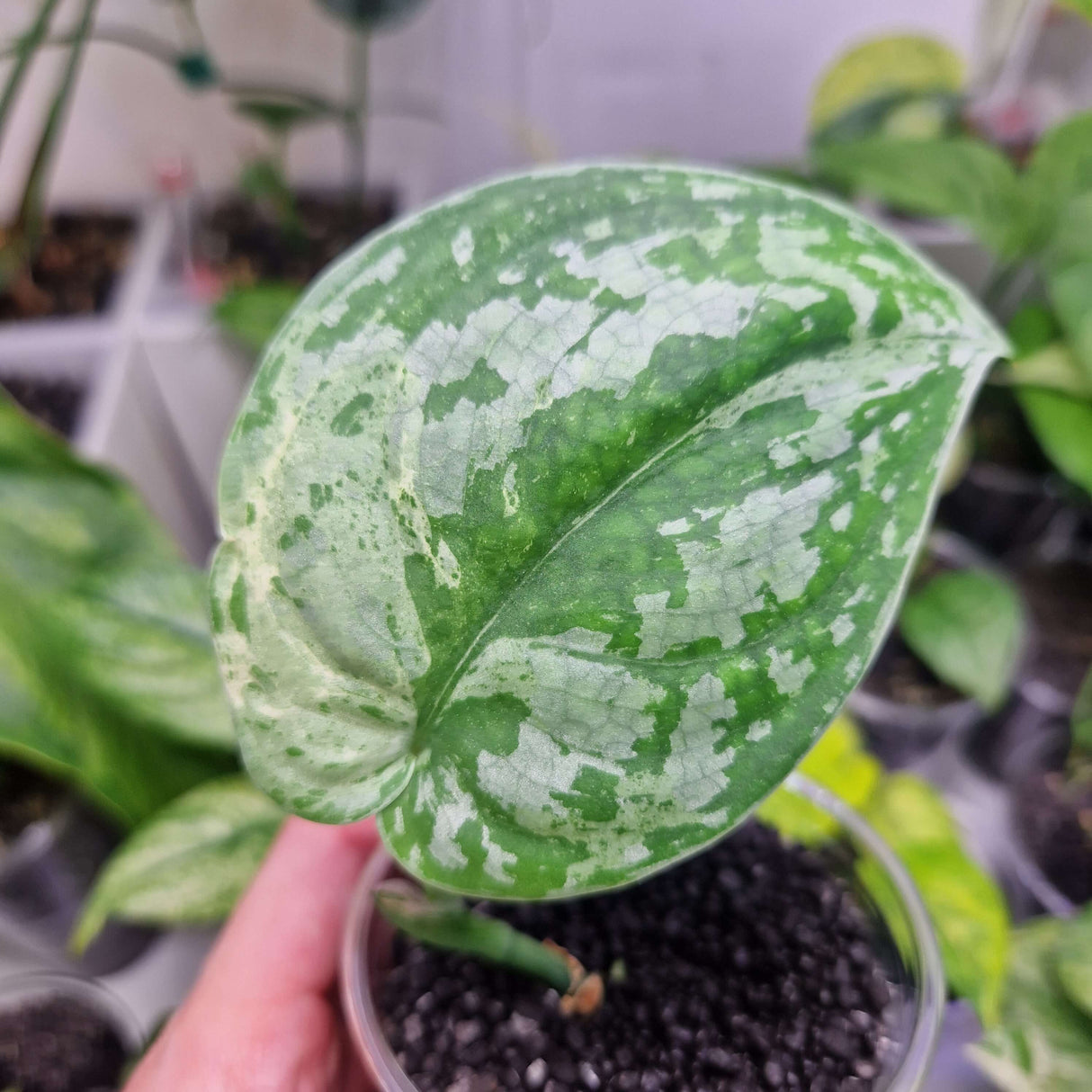 Scindapsus Mejile – ukorzeniona sadzonka