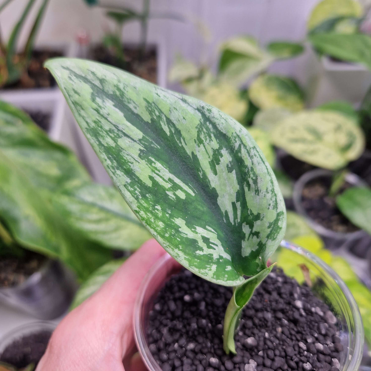 Scindapsus Green Army – ukorzeniona sadzonka