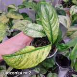 Rhaphidophora puberula variegated – ukorzeniona sadzonka
