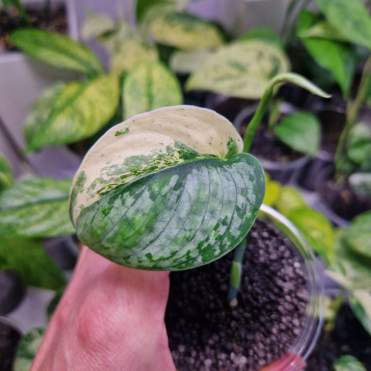 Scindapsus Blue Splash variegated - ukorzeniona sadzonka