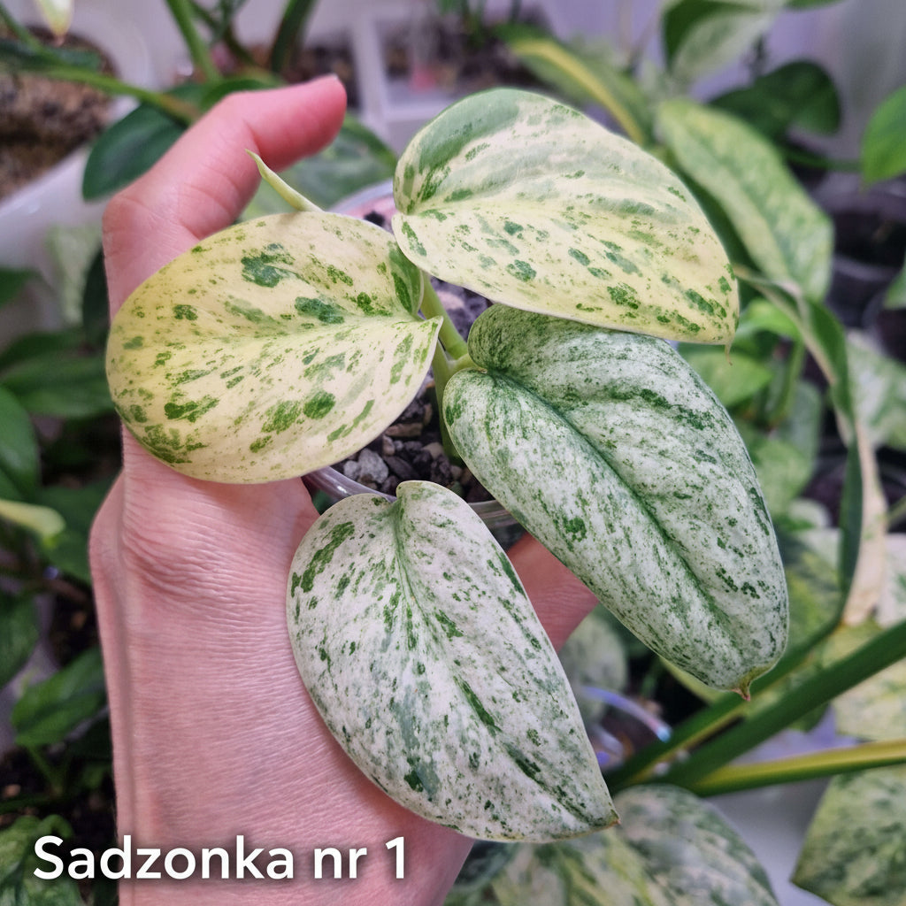 Scindapsus Jade Satin Marble – ukorzeniona sadzonka