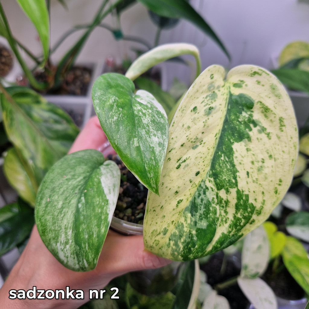 Scindapsus Jade Satin Marble – ukorzeniona sadzonka