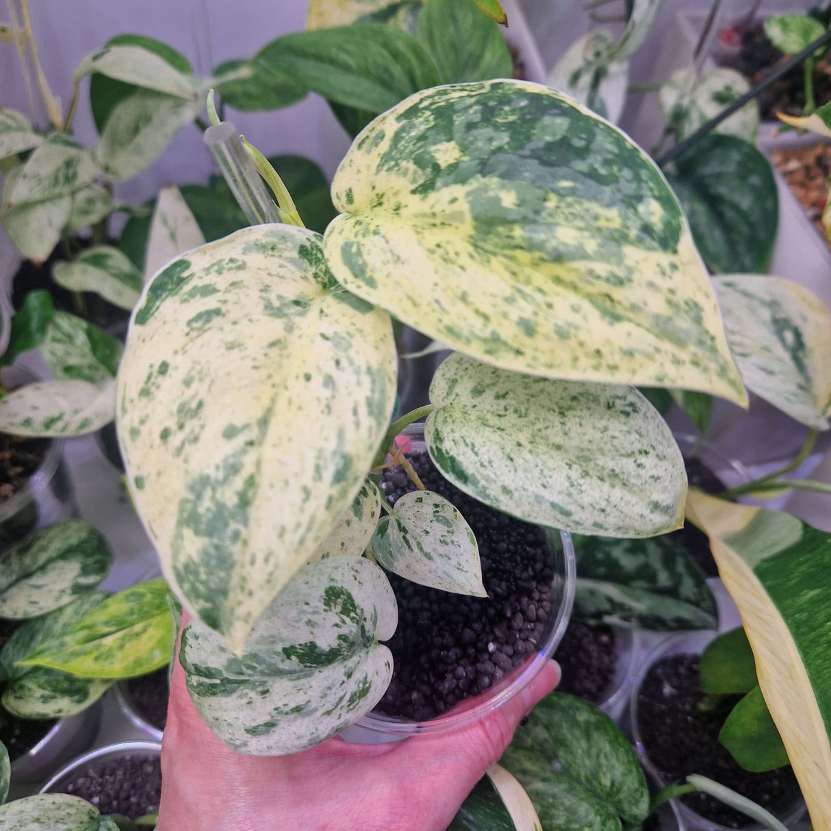 Scindapsus NOID variegated - ukorzeniona sadzonka