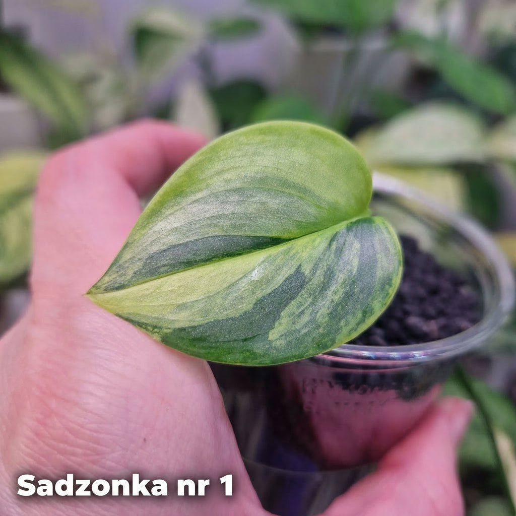 Scindapsus Rubicon aurea - ukorzeniona sadzonka
