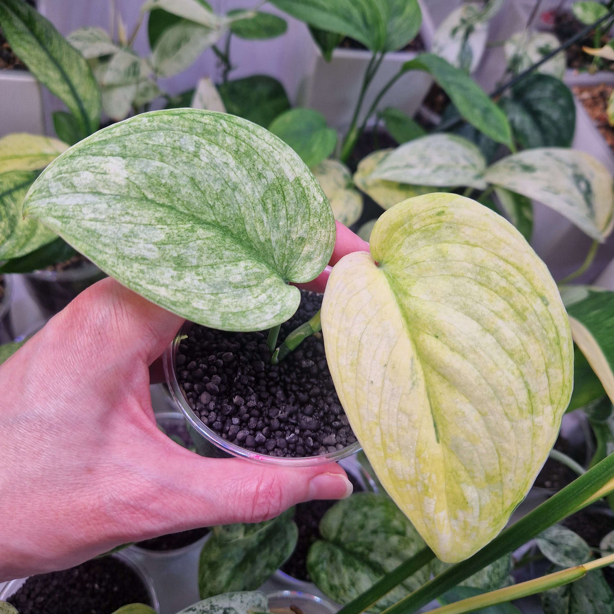 Scindapsus NOID variegated - ukorzeniona sadzonka