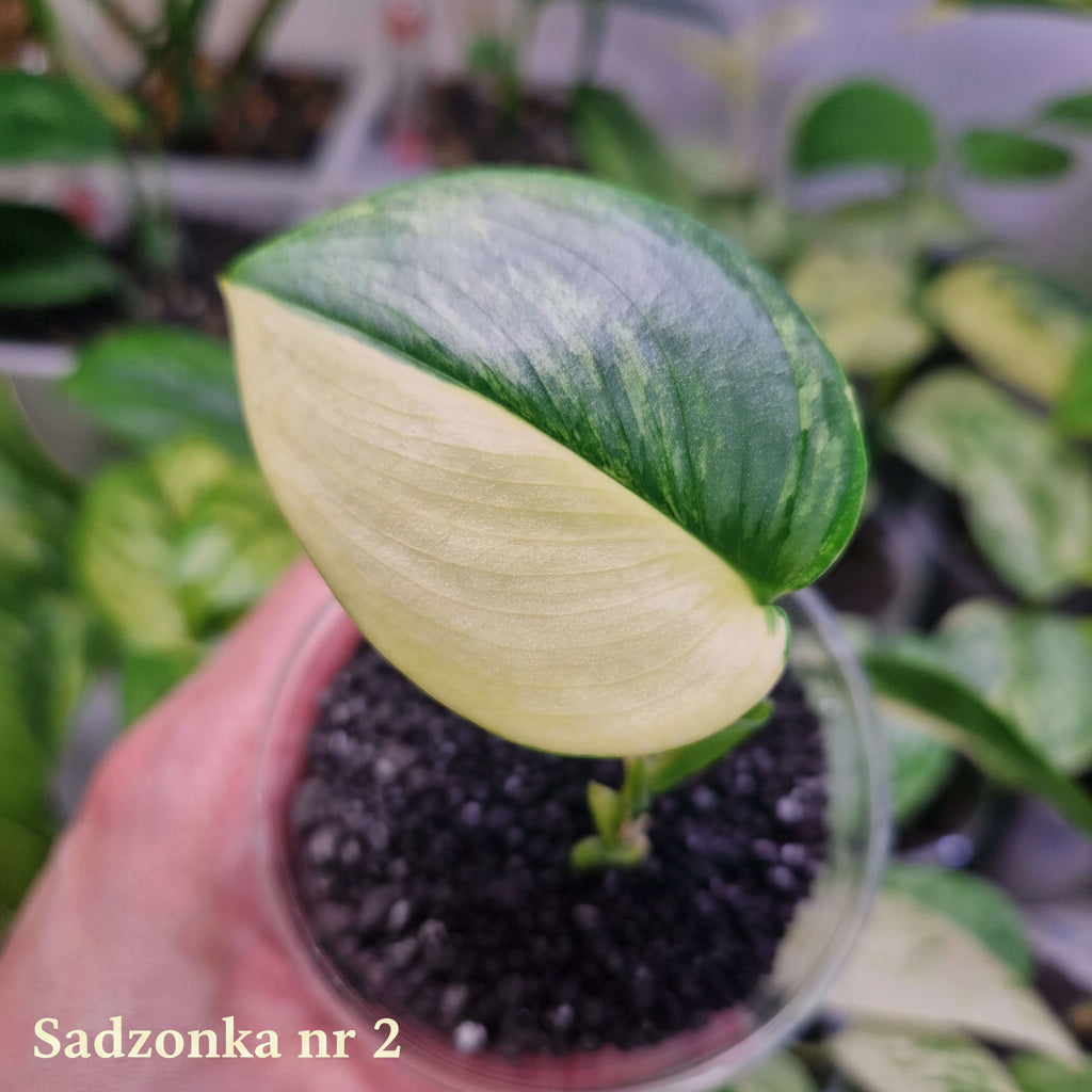 Scindapsus Rubicon aurea - ukorzeniona sadzonka