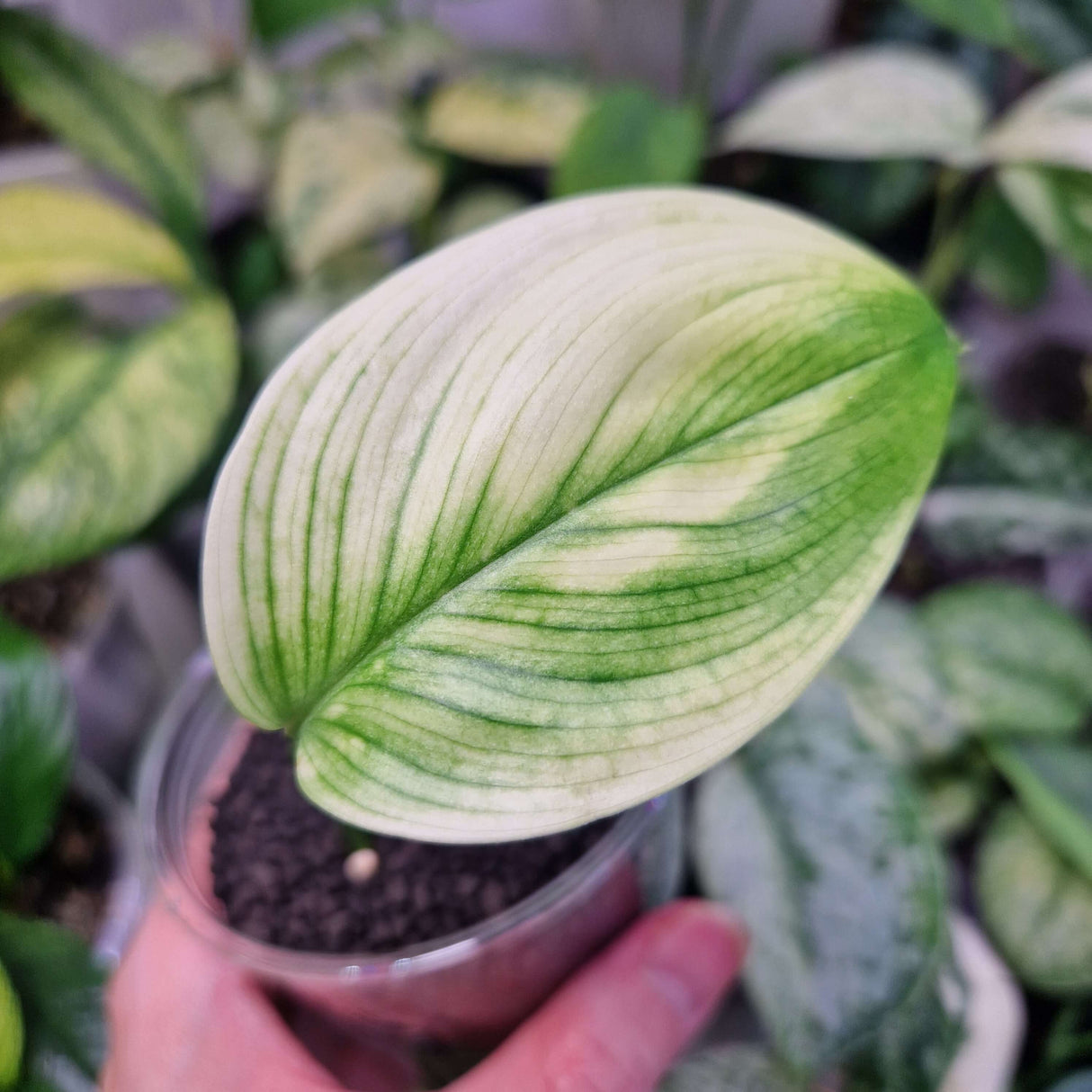 Scindapsus White Monster - ukorzeniona sadzonka